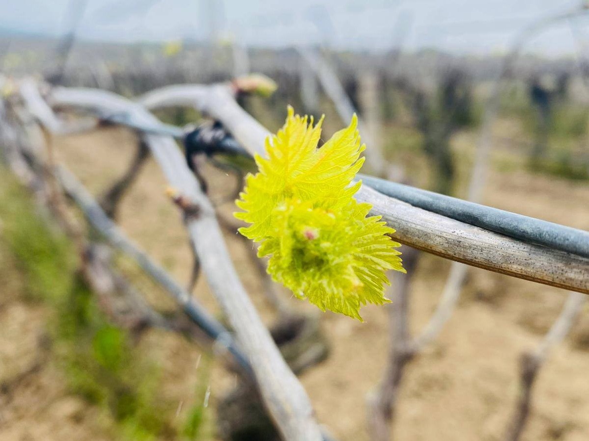 Salihli’de yağışlar Ölükol riskini artırdı
