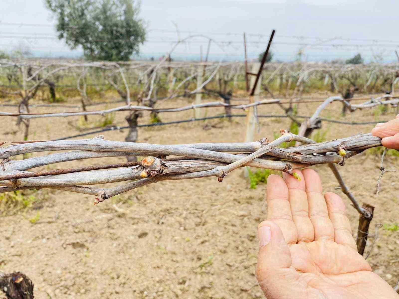 Salihli’de yağışlar Ölükol riskini artırdı
