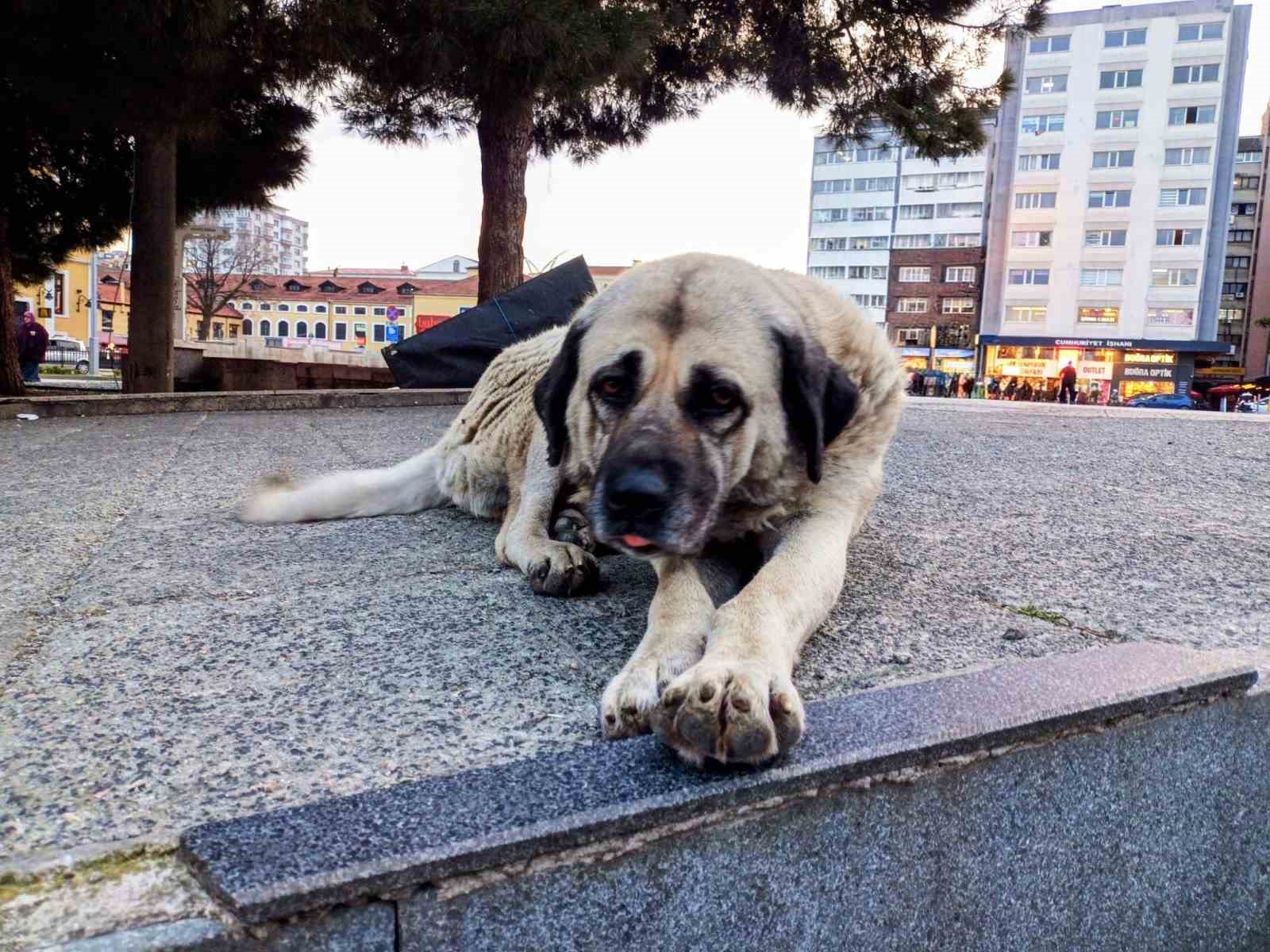 Samsun’da 1 yılda 60 bin hayvana çip takıldı

