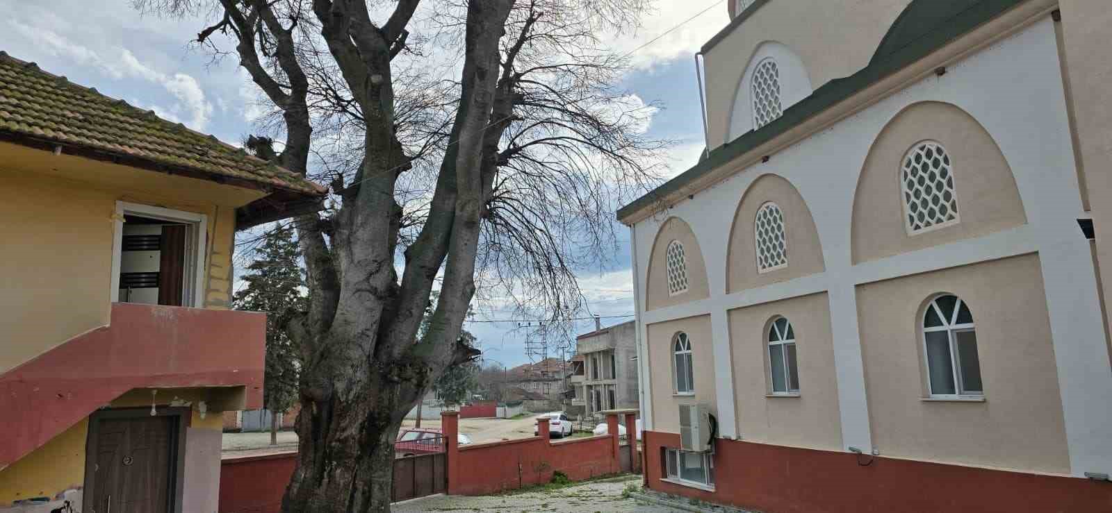 Samsun’da asırlık çitlembik ağacı için ’koruma’ çağrısı
