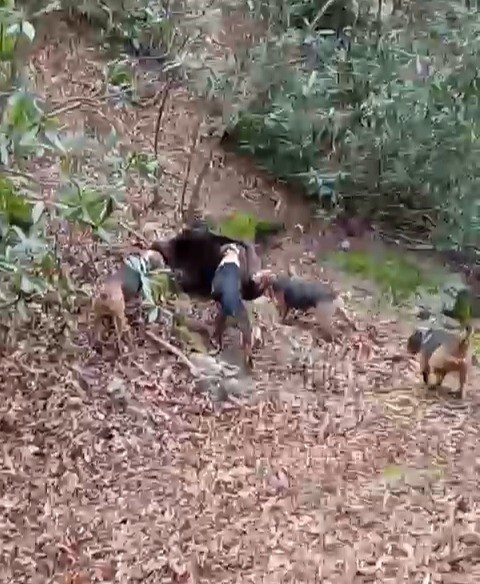 Samsun’da avcıların sezon finali: 3 domuz avlandı
