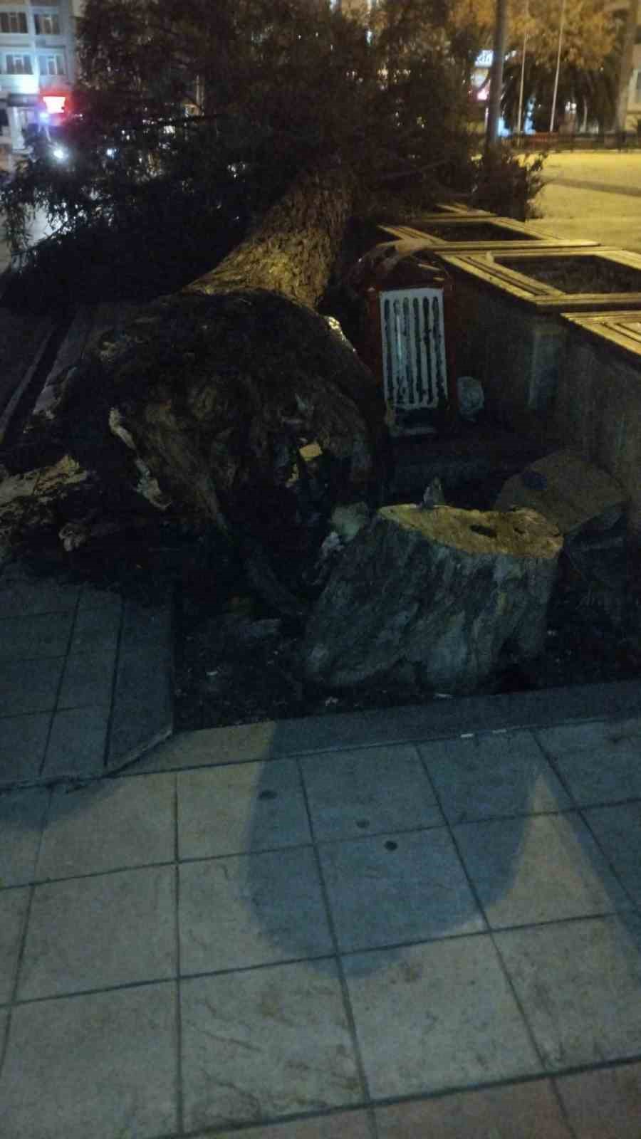 Samsun’da fırtına ağaç devirdi
