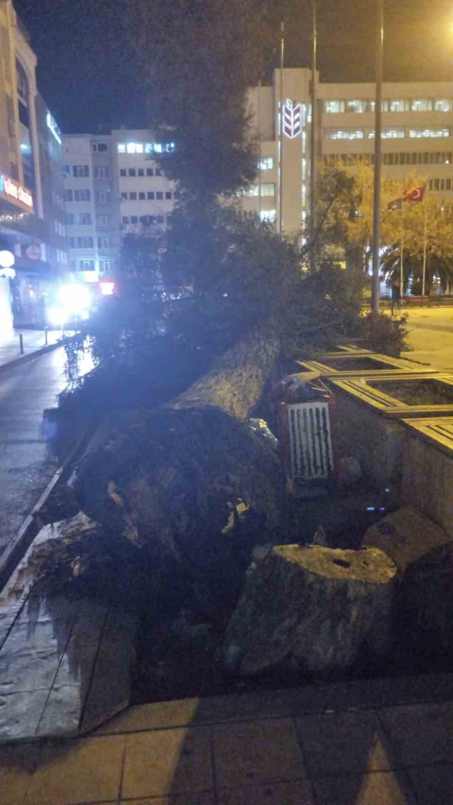 Samsun’da fırtına ağaç devirdi
