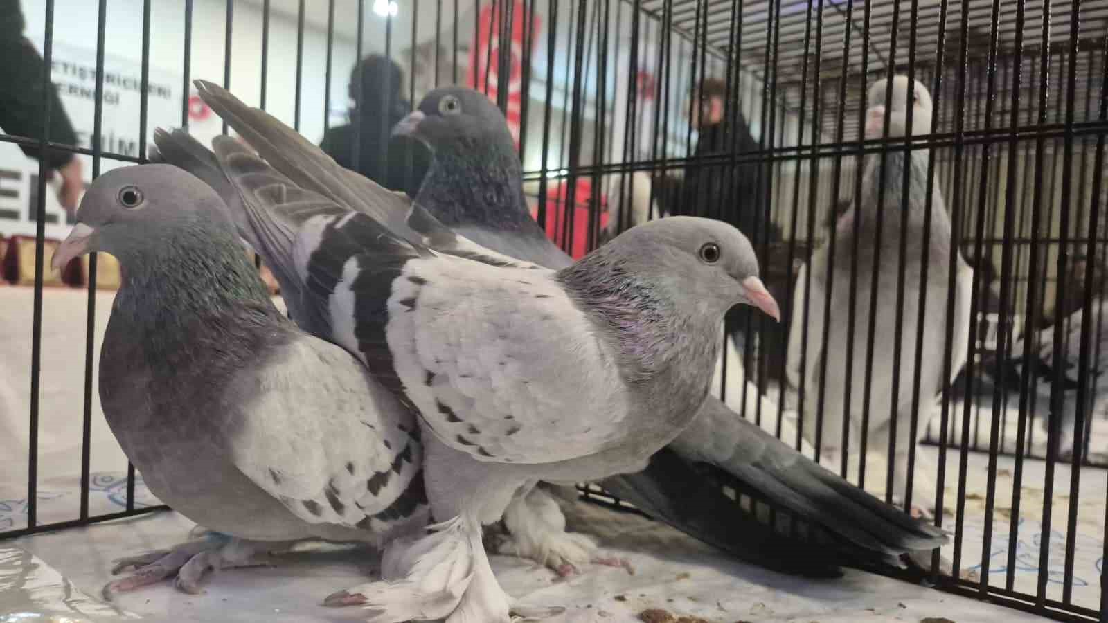 Samsun’da güvercin severler kenetlendi
