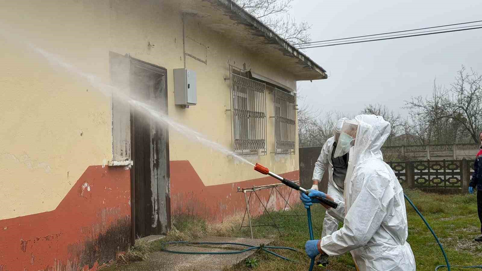 Samsun’da kokarca zararlısına karşı mücadele sürüyor
