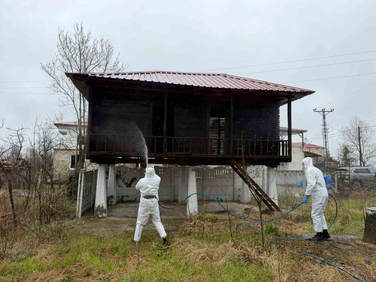 Samsun’da kokarca zararlısına karşı mücadele sürüyor
