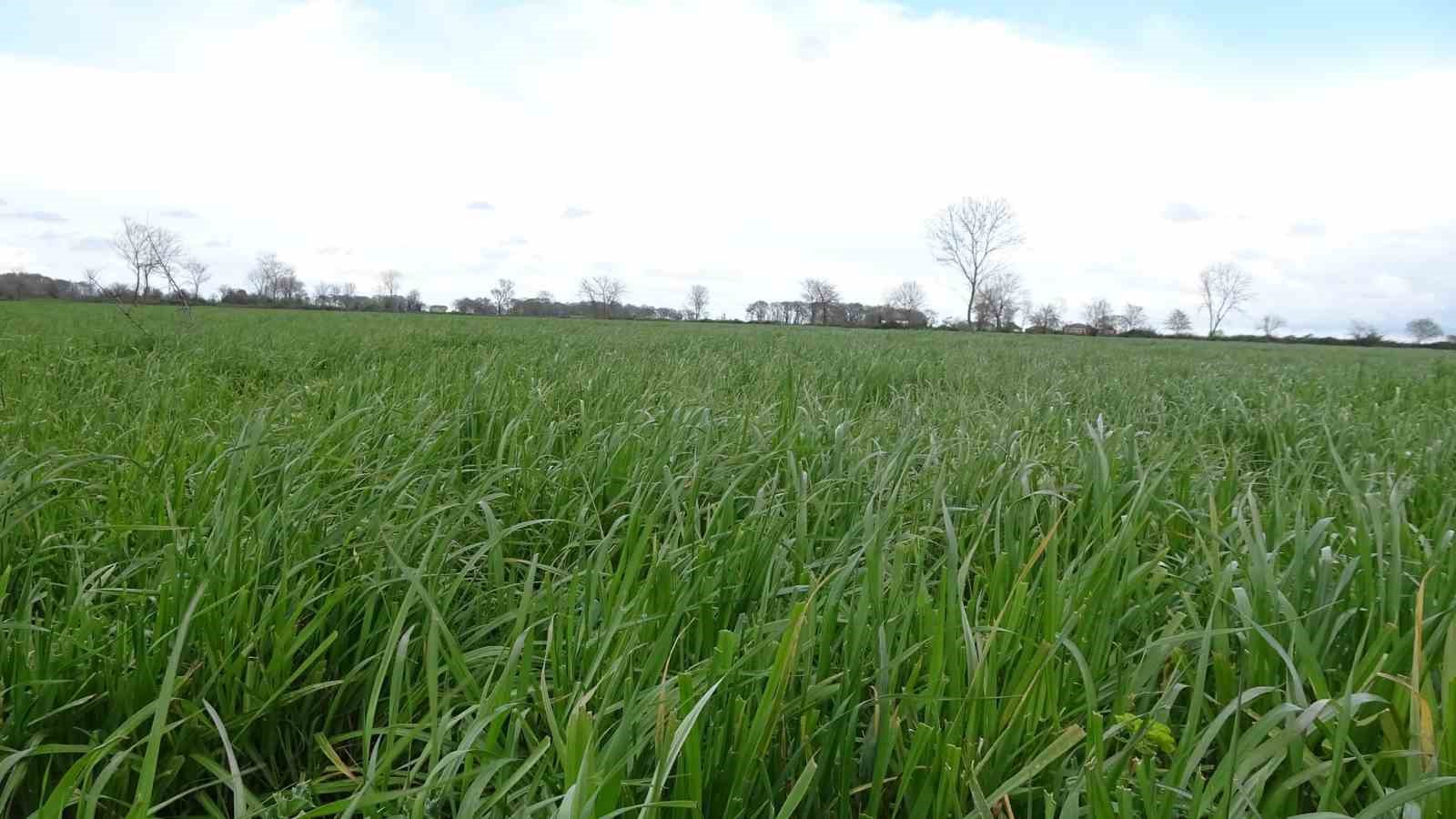 Samsun’da meralarda ıslah çalışmaları sürüyor
