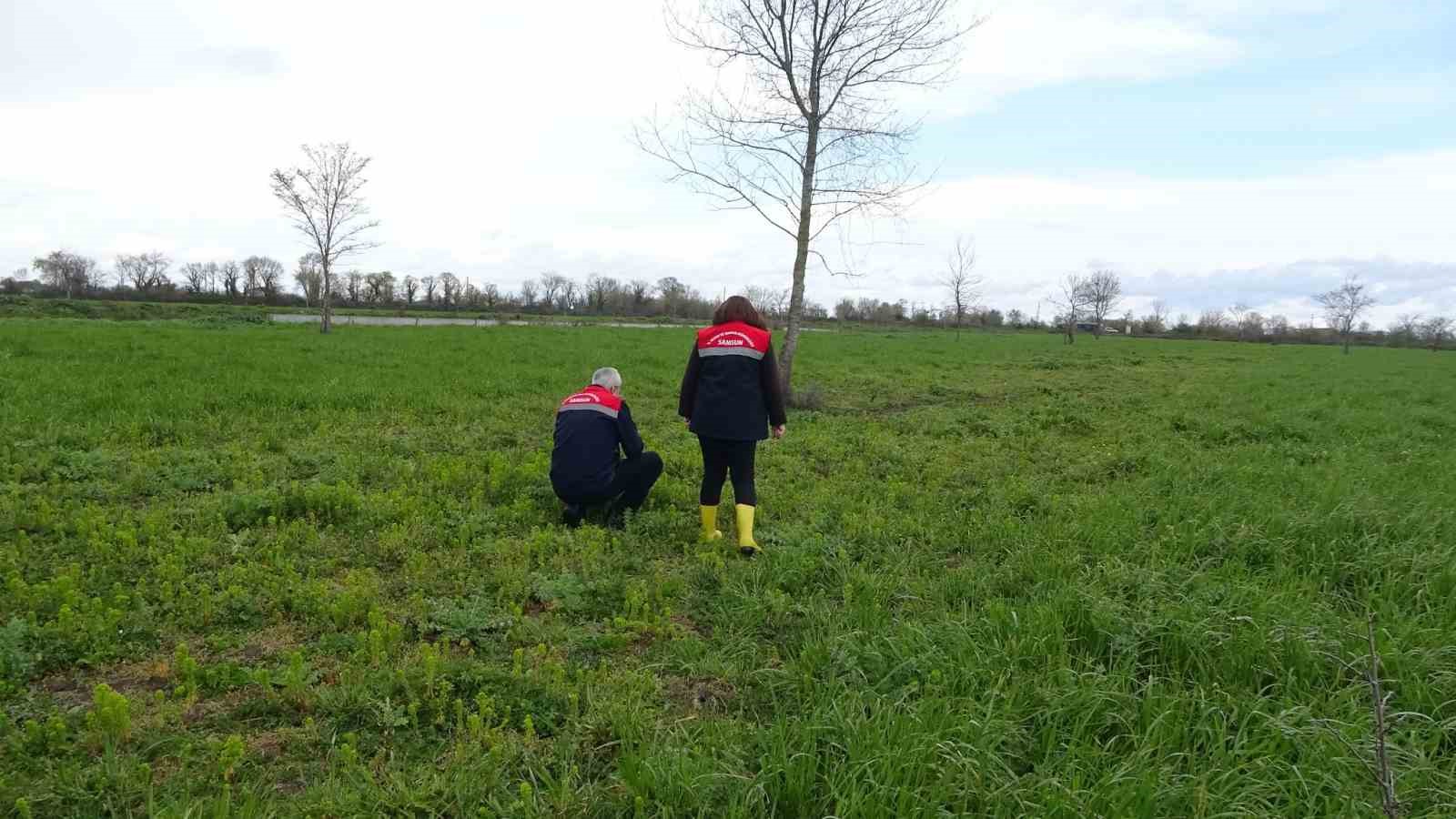 Samsun’da meralarda ıslah çalışmaları sürüyor
