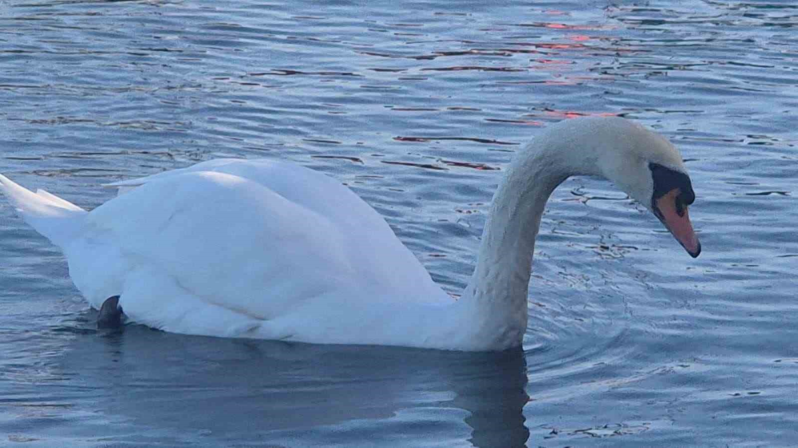 Samsun’da yabani kuşlardan görsel şölen
