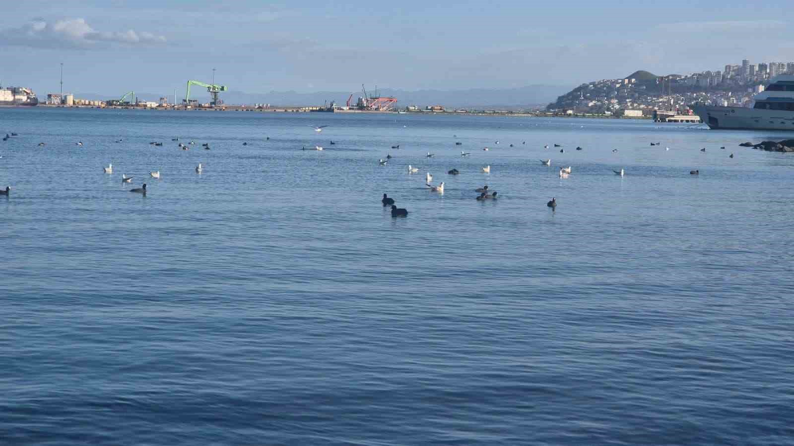 Samsun’da yabani kuşlardan görsel şölen
