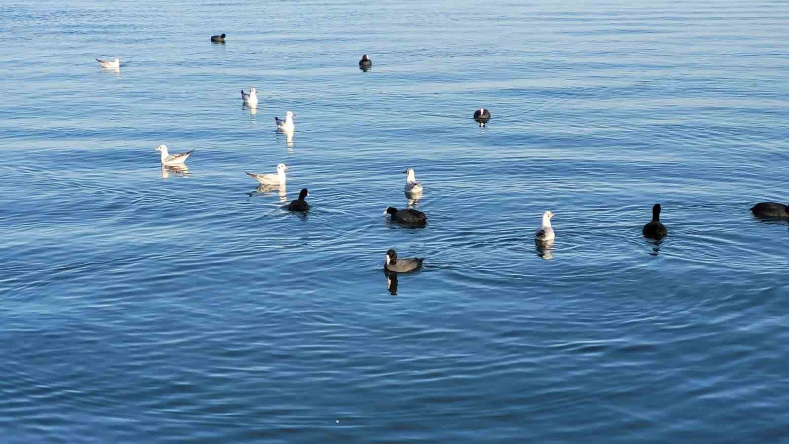 Samsun’da yabani kuşlardan görsel şölen
