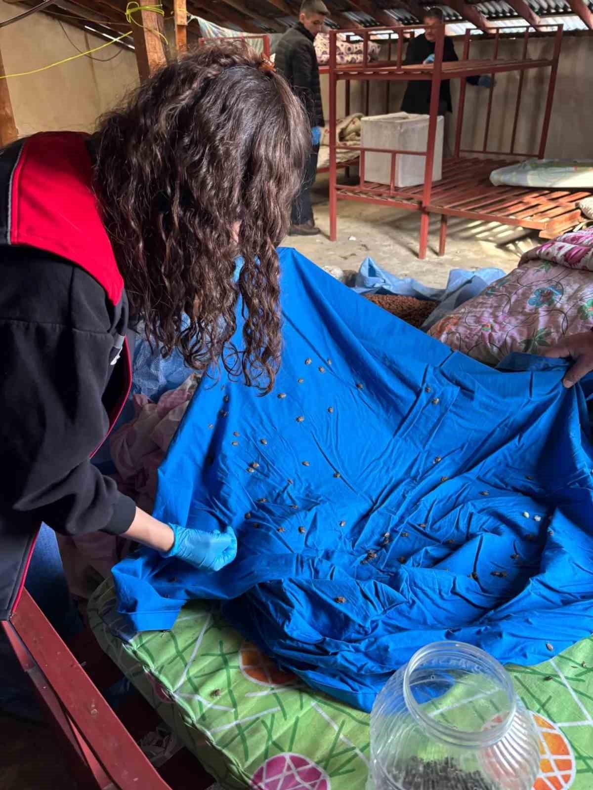 Samuray arısı üretiminde kullanılmak üzere kahverengi kokarca topluyorlar
