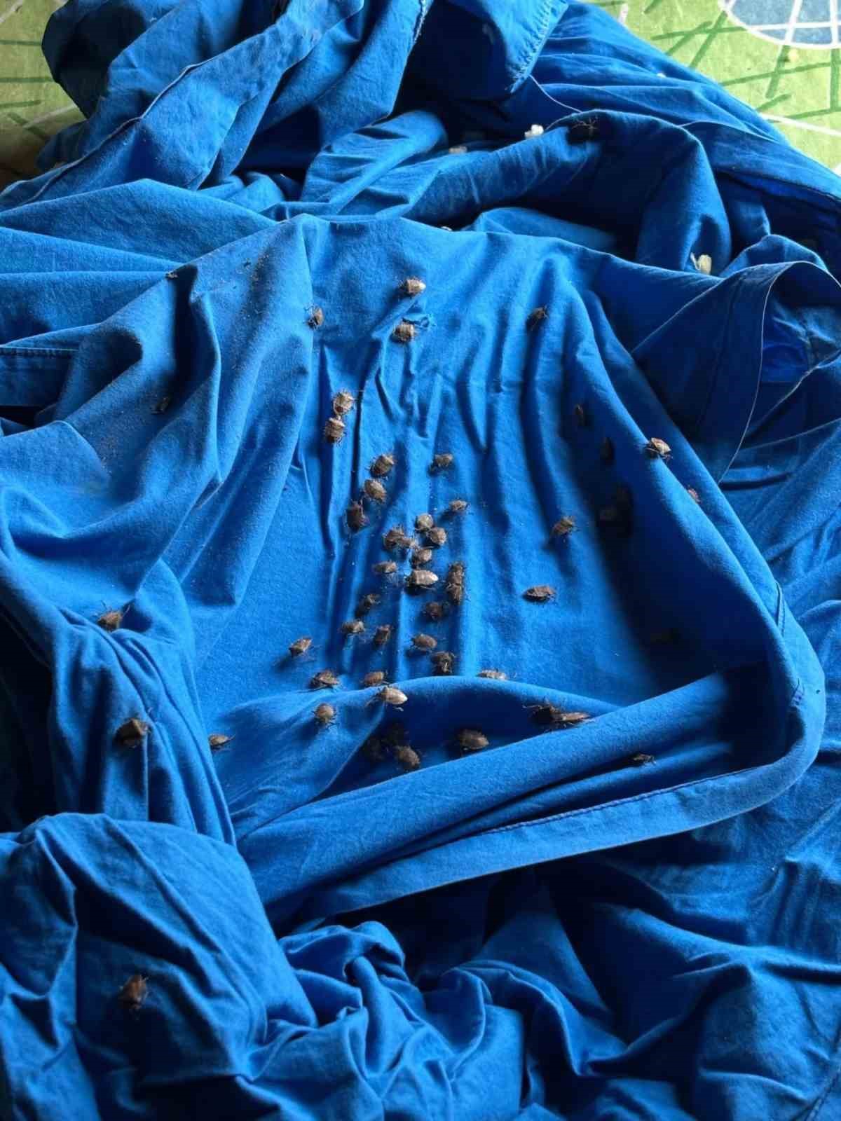 Samuray arısı üretiminde kullanılmak üzere kahverengi kokarca topluyorlar
