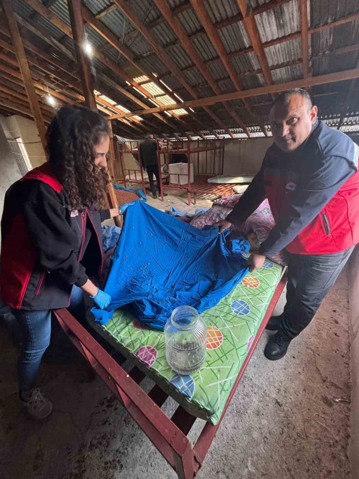 Samuray arısı üretiminde kullanılmak üzere kahverengi kokarca topluyorlar
