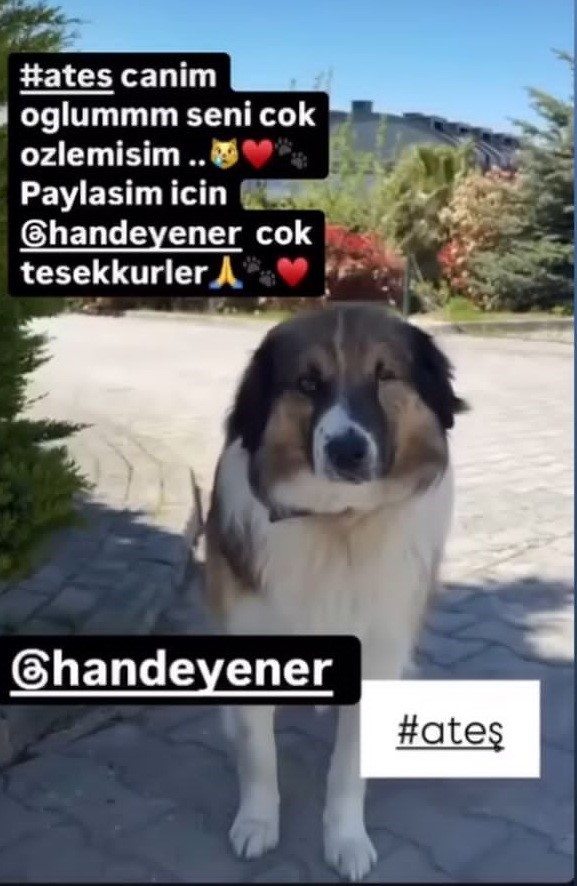 Sanatçı Hande Yener’in sahip çıktığı köpeğin vurulmasına ilişkin davanın ikinci duruşması görüldü
