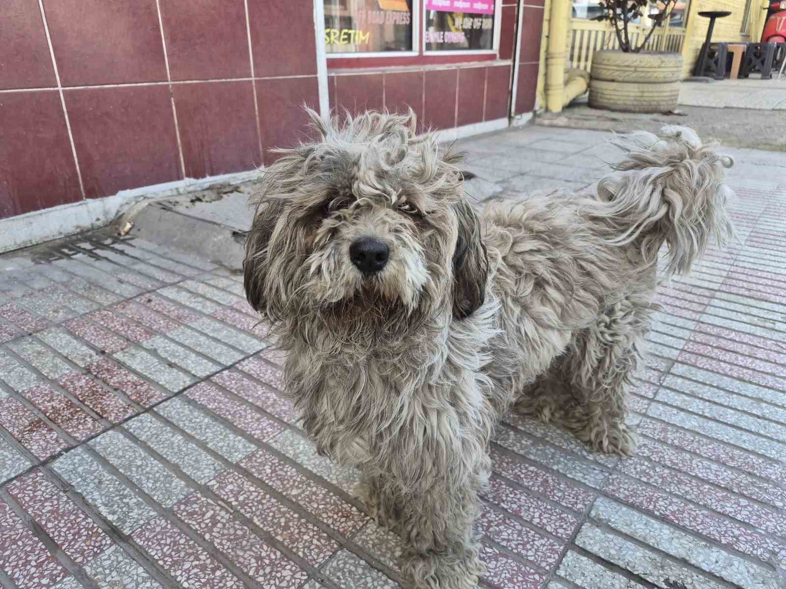 Sanayide tüyleri kirlenen beyaz köpek adeta kapkara oldu
