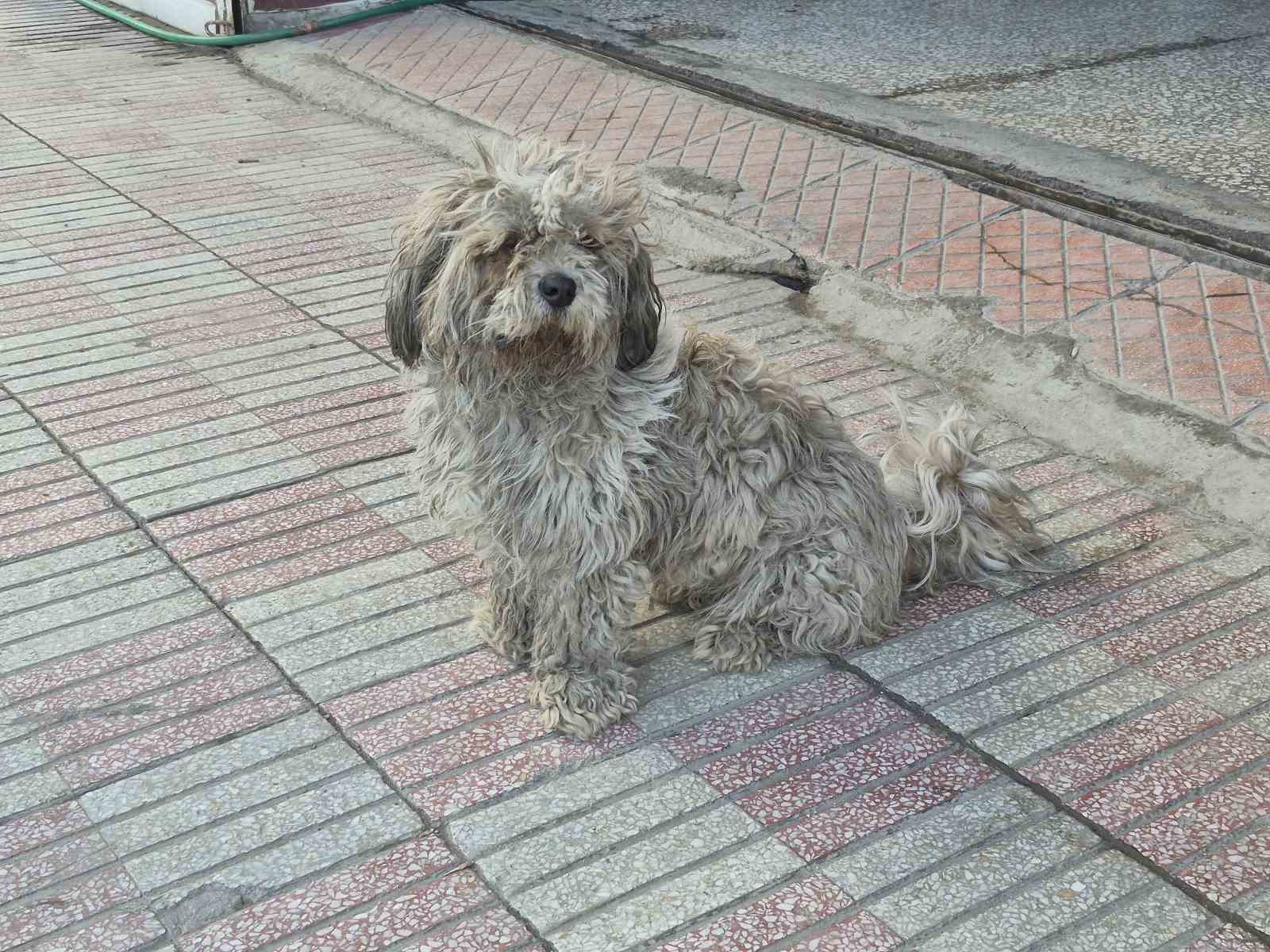 Sanayide tüyleri kirlenen beyaz köpek adeta kapkara oldu
