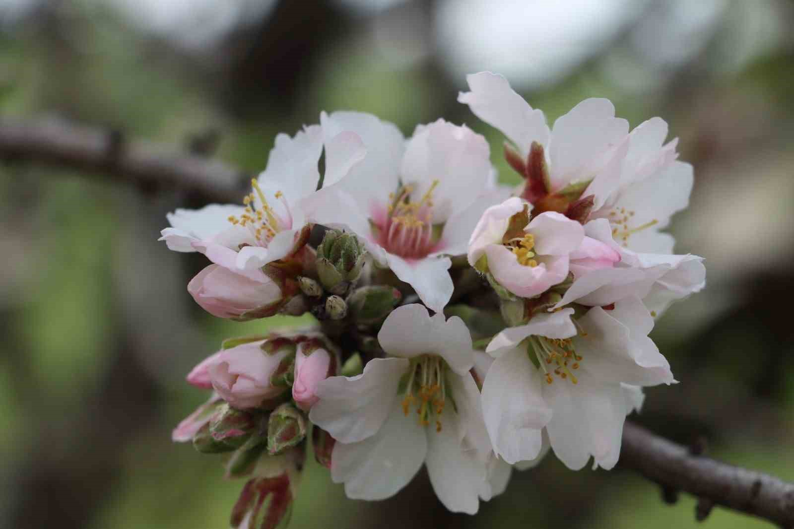 Şanlıurfa badem üretiminde Adıyaman ile yarışıyor
