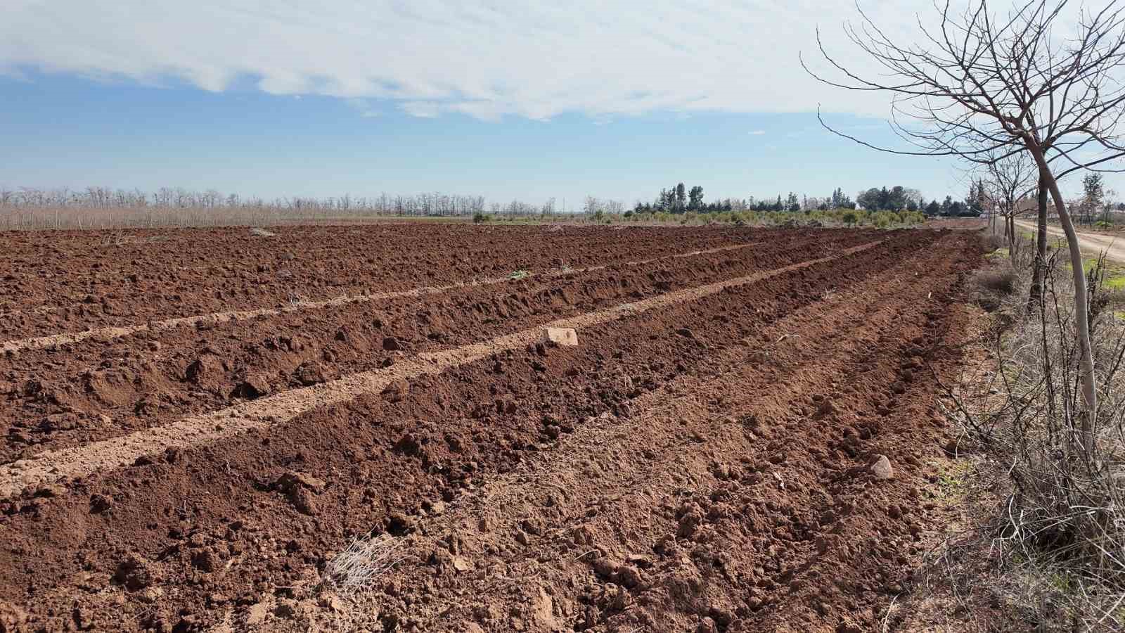 Şanlıurfa Büyükşehir Belediyesi’nden 20 bin çınarlık yeşil hamle
