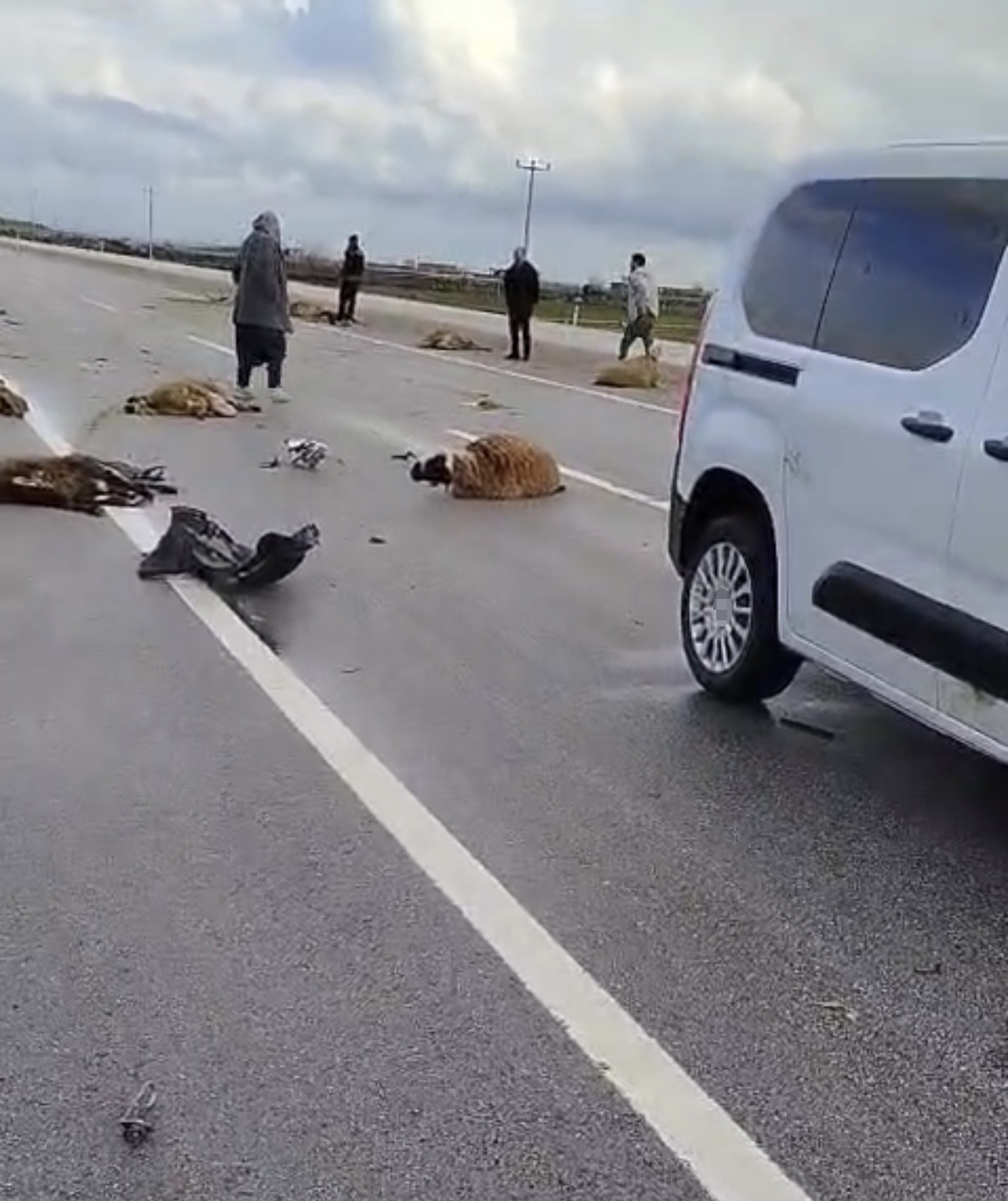 Şanlıurfa’da araç koyun sürüsüne çarptı: 10 koyun telef oldu
