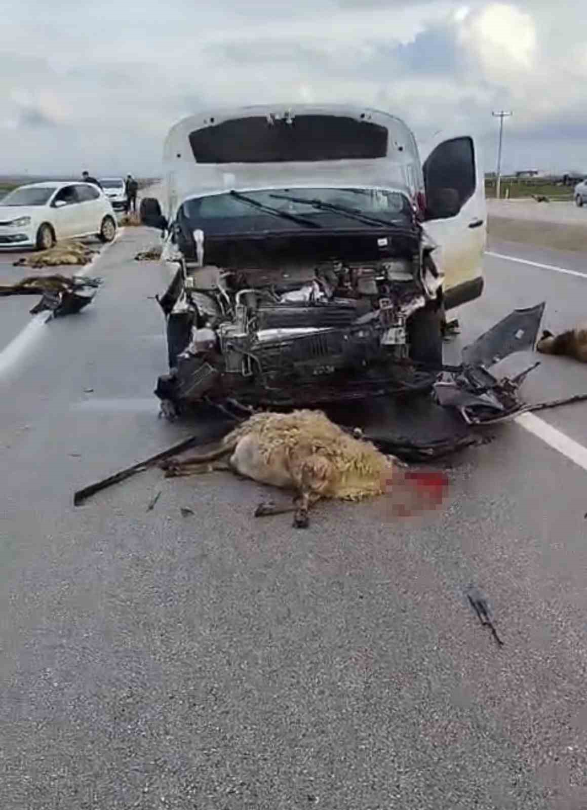 Şanlıurfa’da araç koyun sürüsüne çarptı: 10 koyun telef oldu
