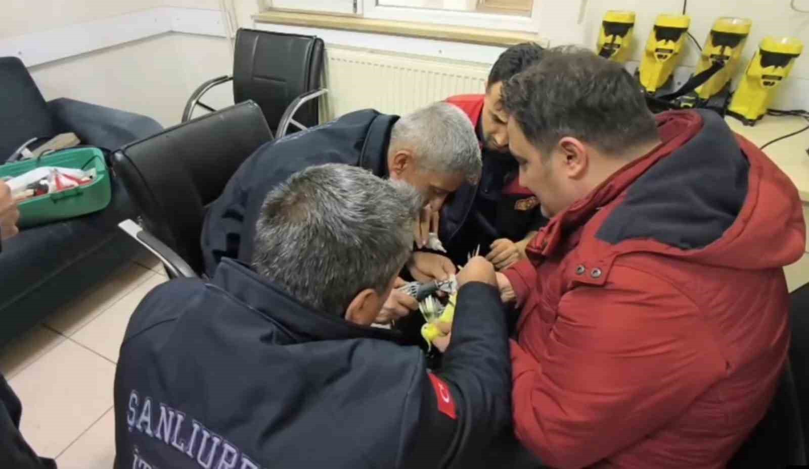 Şanlıurfa’da papağanın ayağına sıkışan halhal itfaiye ekiplerinin operasyonuyla çıkarıldı
