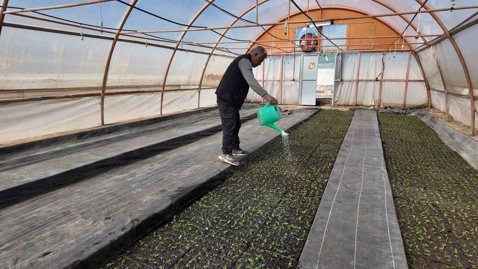 Şanlıurfa’da seralarda 400 bin yazlık çiçek üretiliyor
