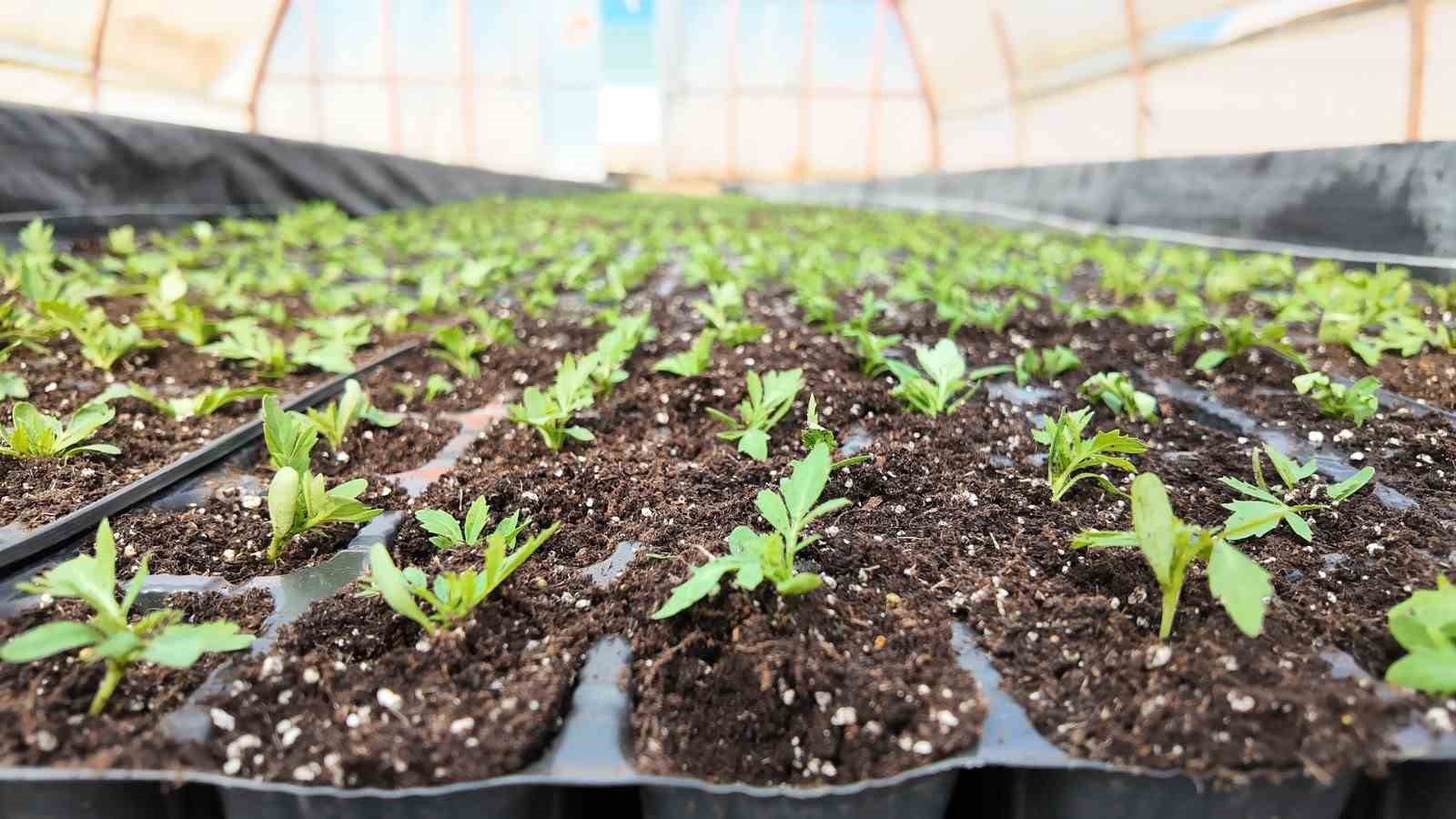 Şanlıurfa’da seralarda 400 bin yazlık çiçek üretiliyor
