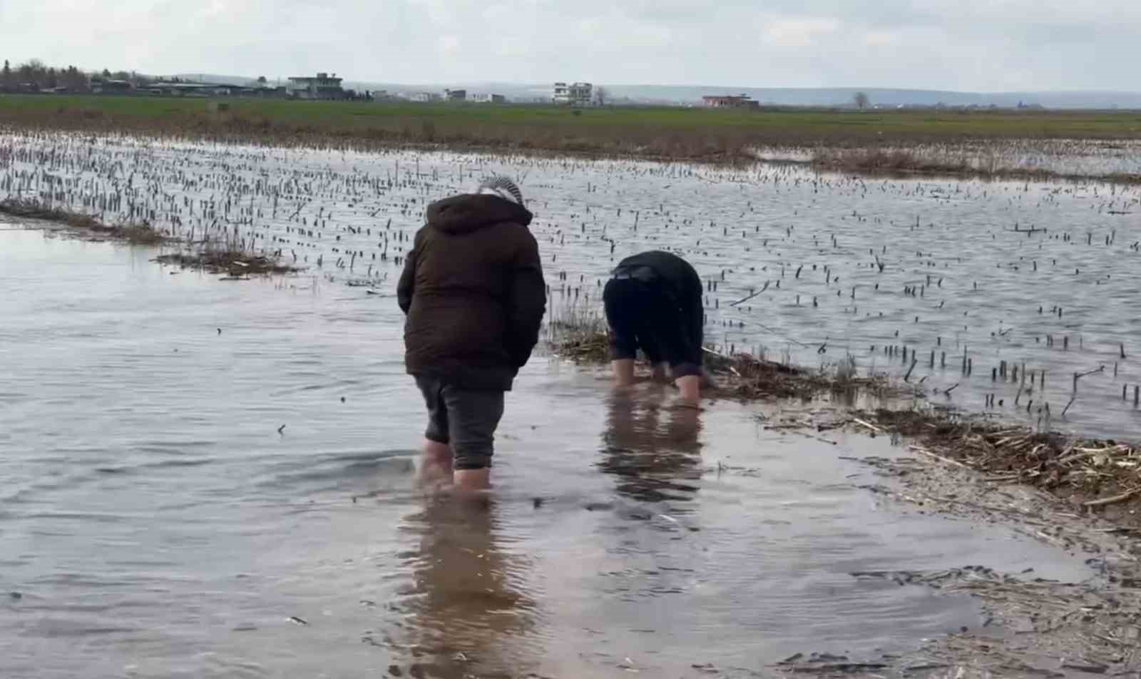 Şanlıurfa’da şiddetli yağışlar tarlaları göle çevirdi
