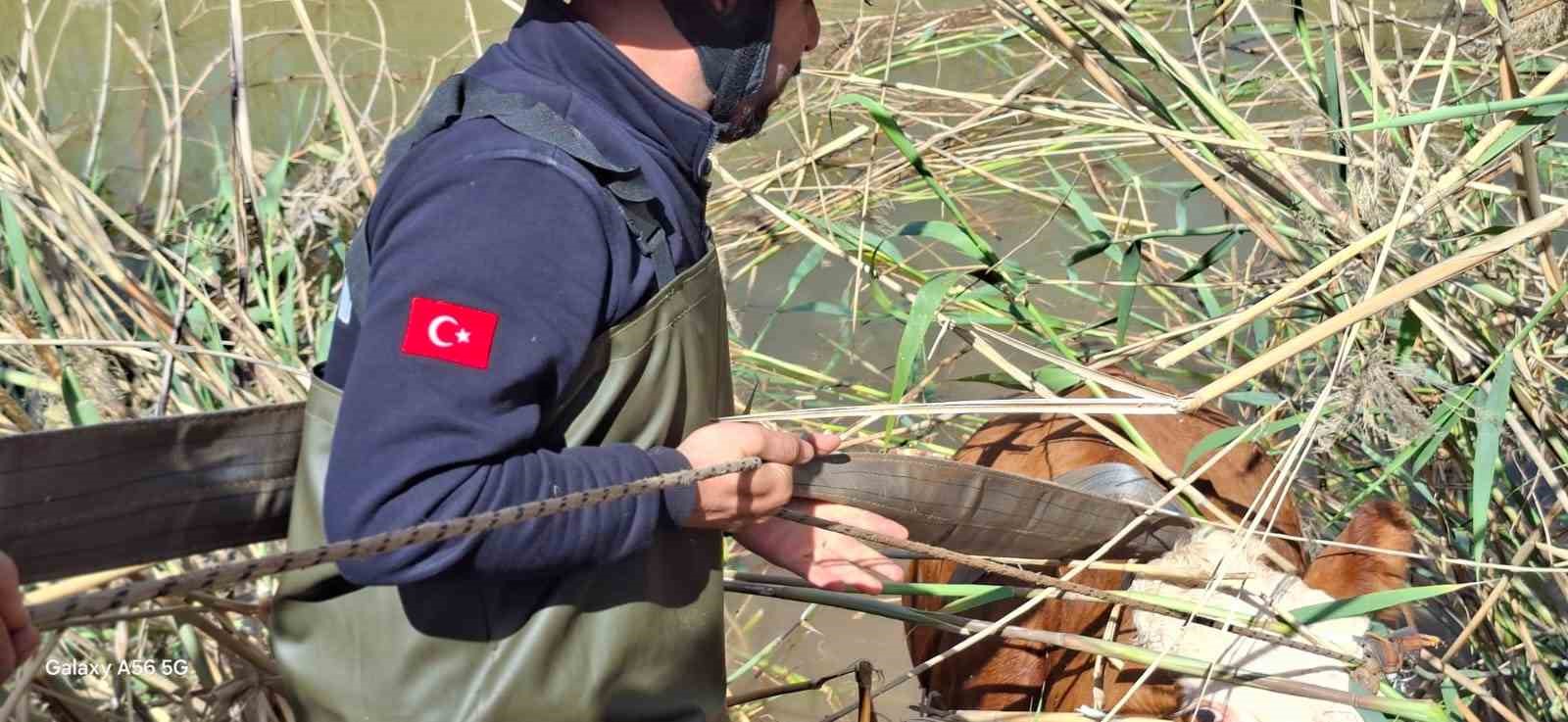 Şanlıurfa’da tahliye kanalına düşen 2 inek kurtarıldı
