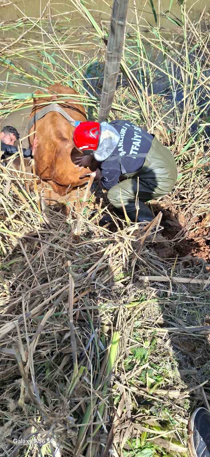 Şanlıurfa’da tahliye kanalına düşen 2 inek kurtarıldı
