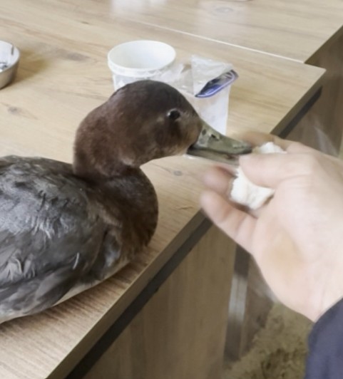 Şantiyede yaralı halde bulduğu ördeğe çocuğu gibi baktı
Şantiyede yaralı halde bulduğu ördeğe çocuğu gibi baktı
