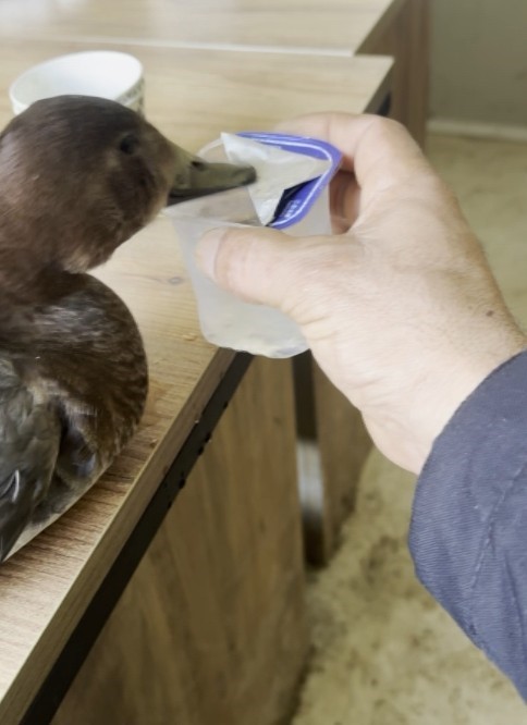 Şantiyede yaralı halde bulduğu ördeğe çocuğu gibi baktı
Şantiyede yaralı halde bulduğu ördeğe çocuğu gibi baktı