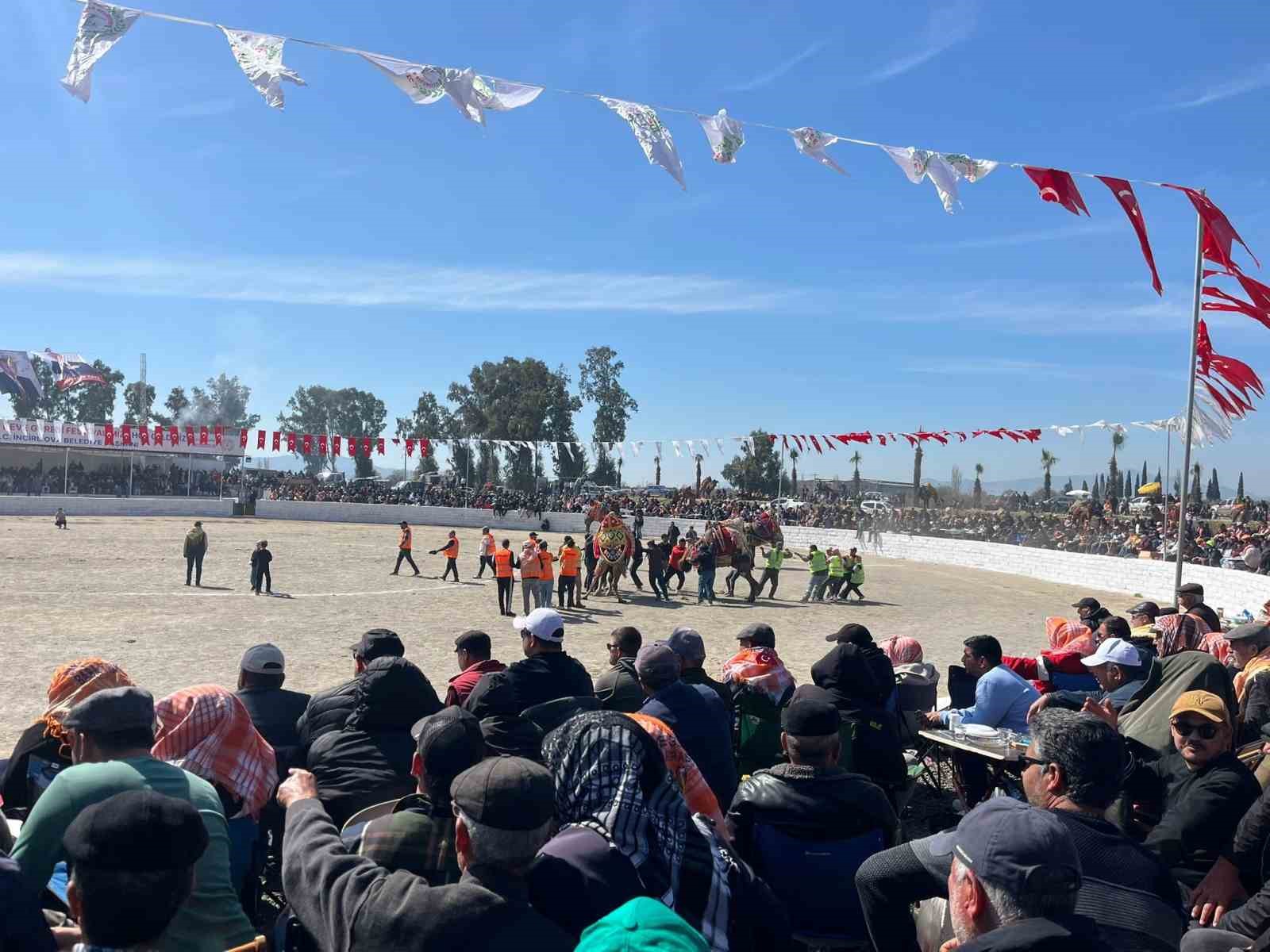 Şap karantinası kalktı, deve güreşleri İncirliova’da başladı

