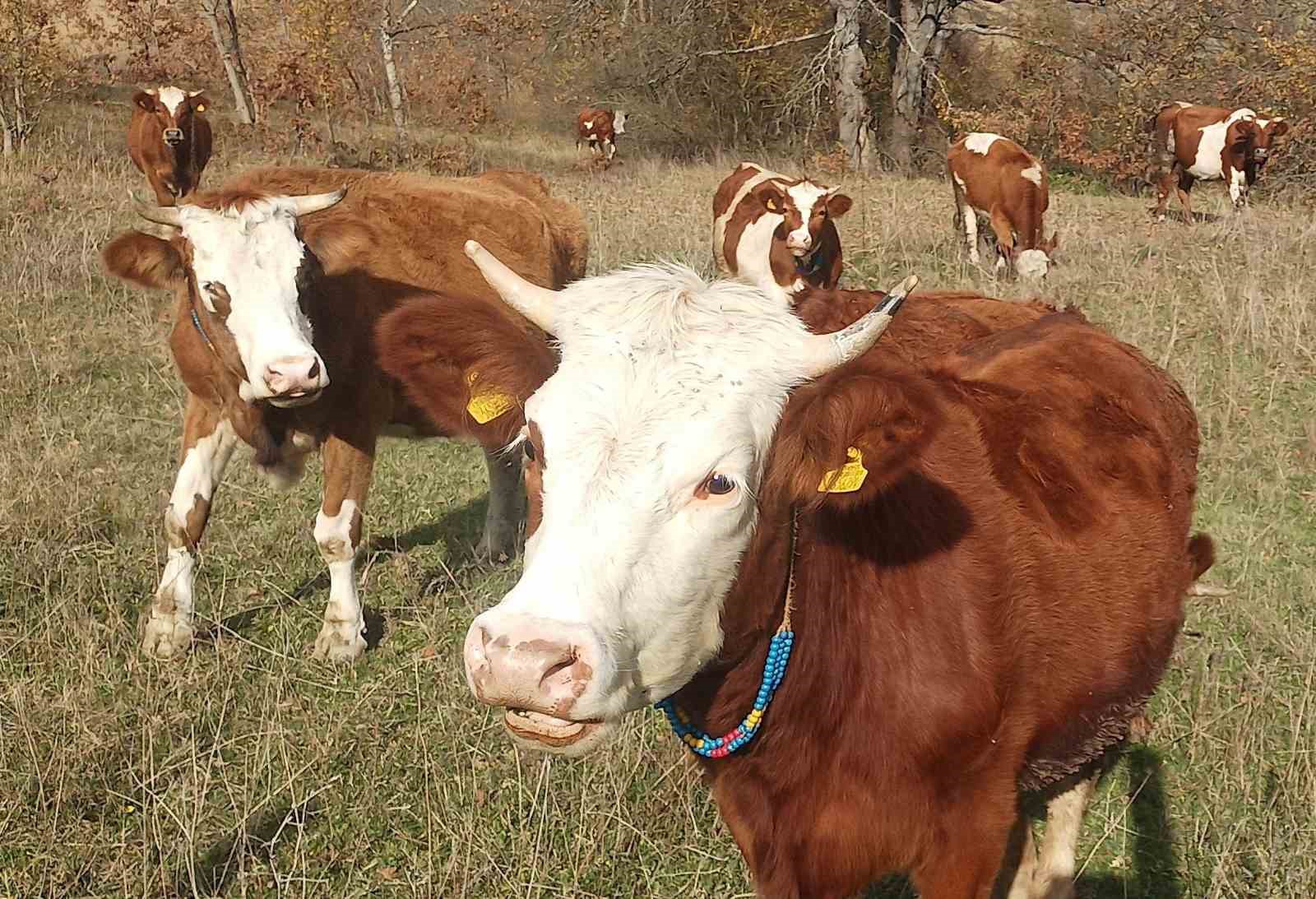 Şapla mücadelede kritik dönem başladı: Aşısız hayvana sevk yok, ceza var
