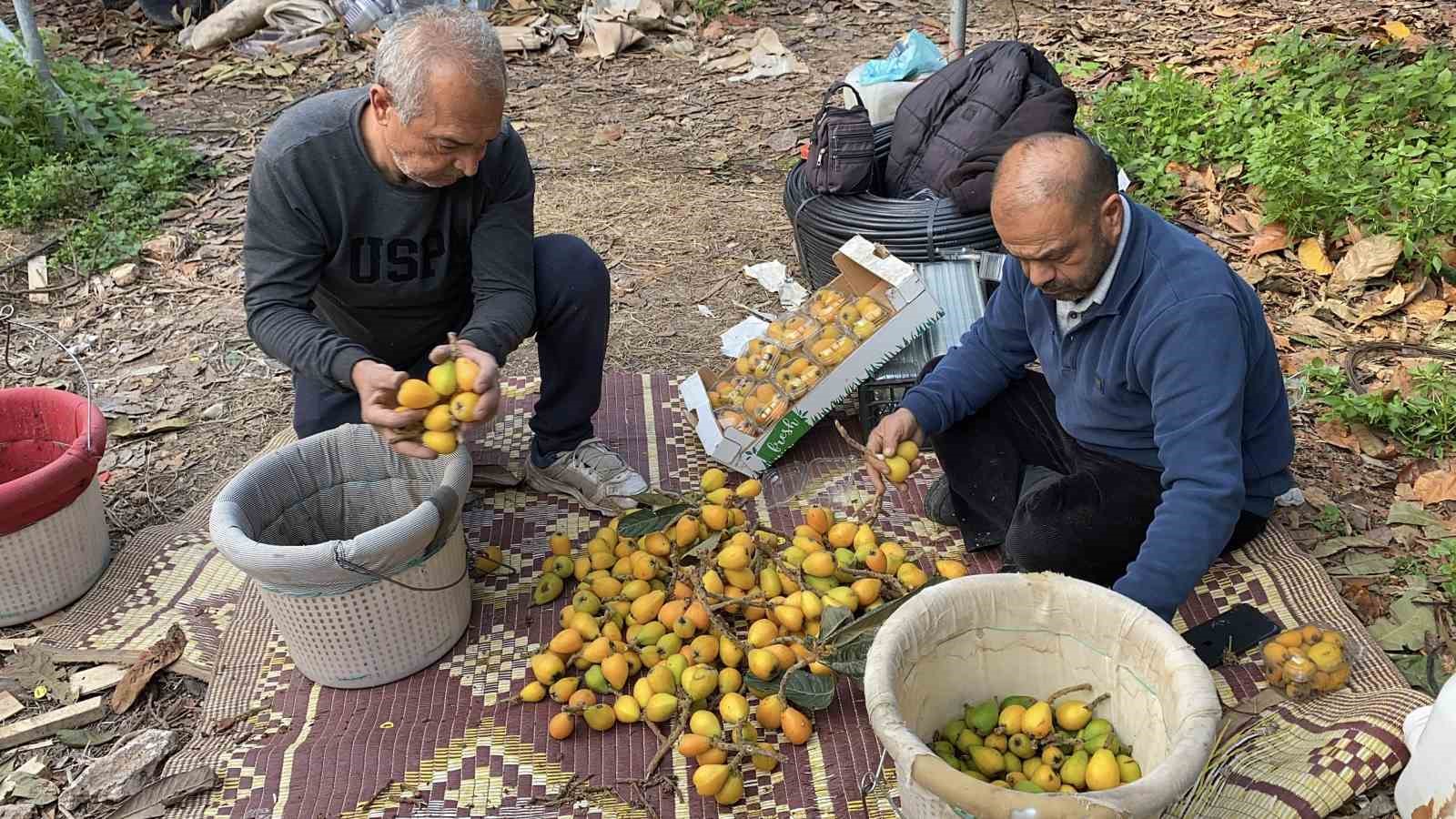 Sarı altın erken geldi: Yenidünya mart ayını beklemedi
