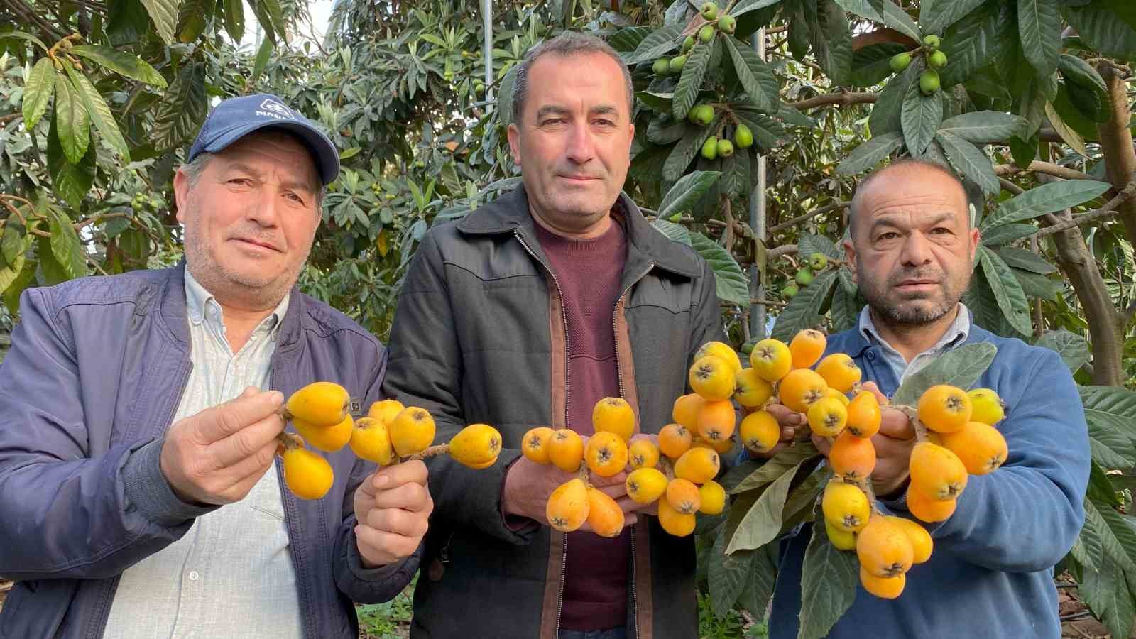 Sarı altın erken geldi: Yenidünya mart ayını beklemedi
