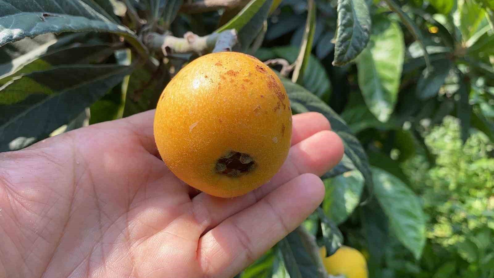 ’Sarı altın’ yenidünyada hasat başladı: İç pazara 50-100 TL’ye, dış pazara 4 dolara gönderiliyor
