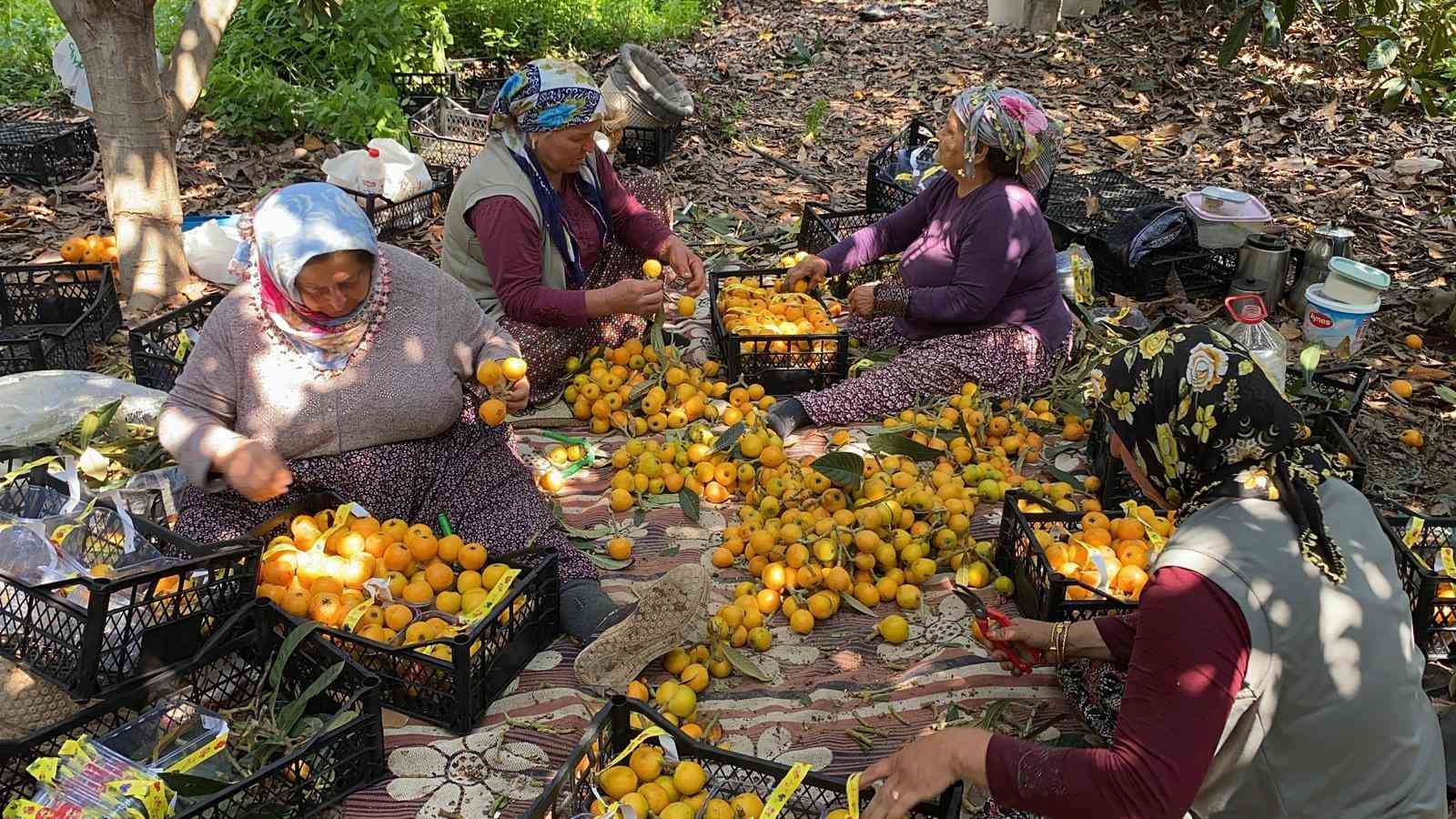 ’Sarı altın’ yenidünyada hasat başladı: İç pazara 50-100 TL’ye, dış pazara 4 dolara gönderiliyor

