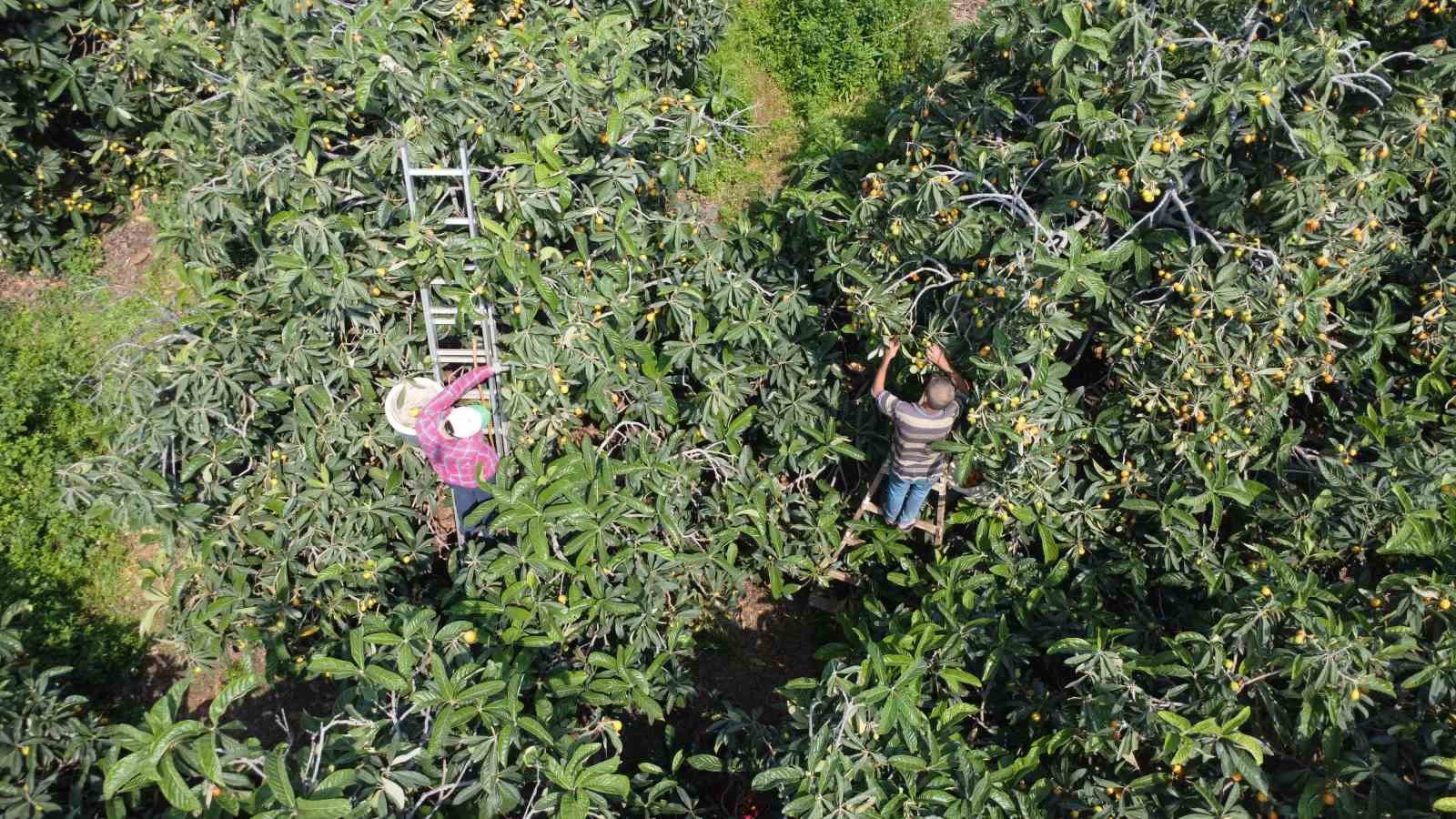 ’Sarı altın’ yenidünyada hasat başladı: İç pazara 50-100 TL’ye, dış pazara 4 dolara gönderiliyor
