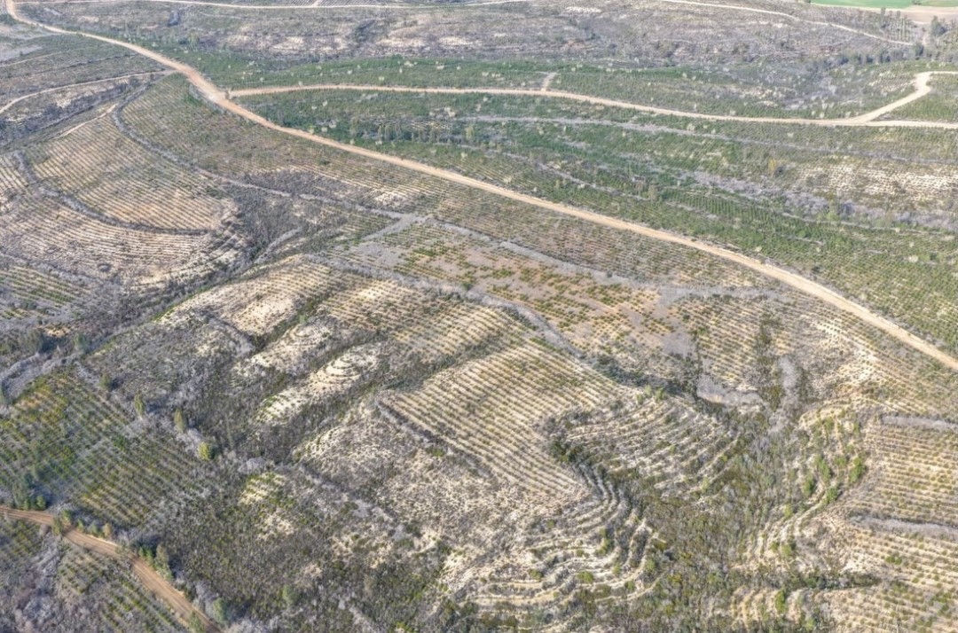 Sarıçam’da 1 milyon 200 bin fidan toprakla buluşturuldu
