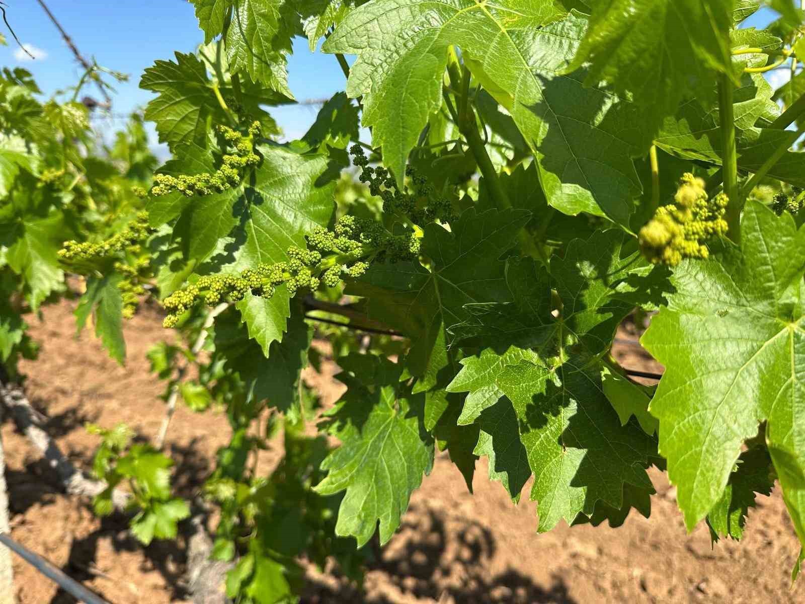 Sarıgöl bağlarında 3K hamlesi
