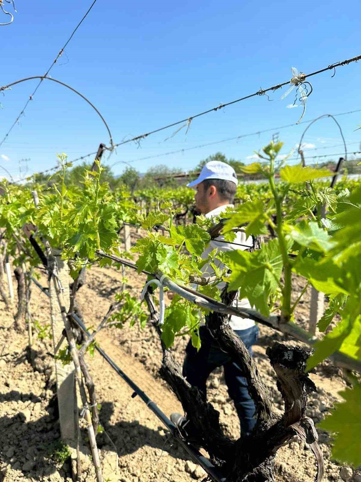 Sarıgöl bağlarında 3K hamlesi
