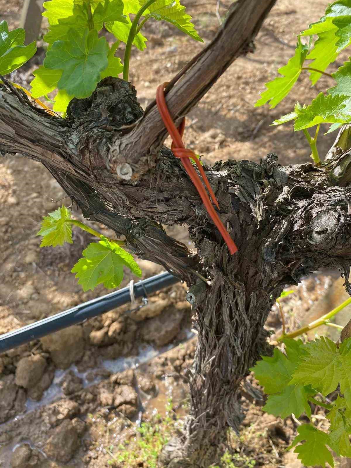 Sarıgöl Ovası’nda üzüm bağlarında "Fenomen Tel" seferberliği

