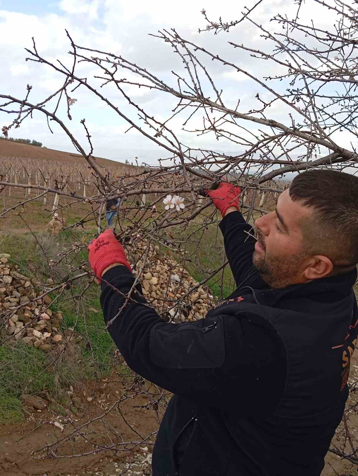 Sarıgöl’de badem ağaçları çiçek açtı
