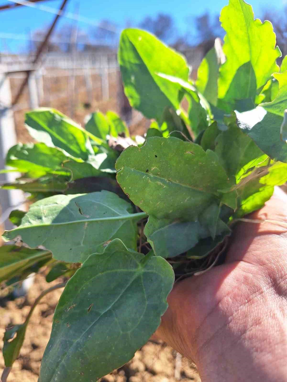 Sarıgöl’de baharın habercisi ekşi kulak tezgahlarda yerini aldı
