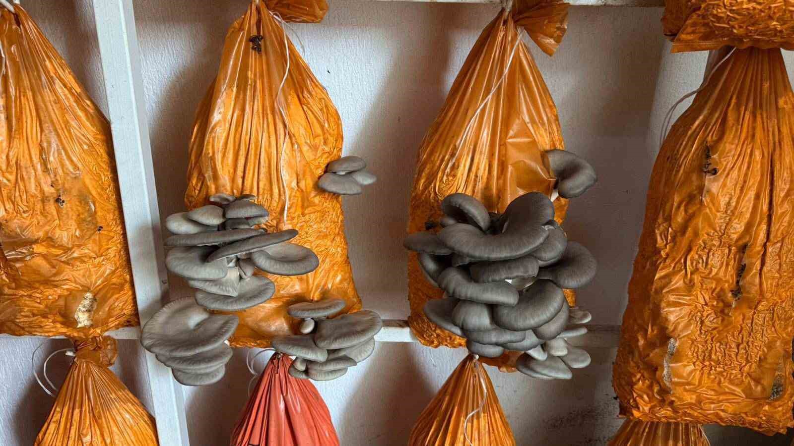 Sarıgöl’de istiridye mantarı üretiminde örnek buluşma
Sarıgöl’de istiridye mantarı üretiminde örnek buluşma