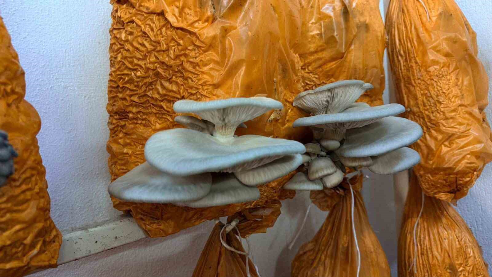 Sarıgöl’de istiridye mantarı üretiminde örnek buluşma
Sarıgöl’de istiridye mantarı üretiminde örnek buluşma