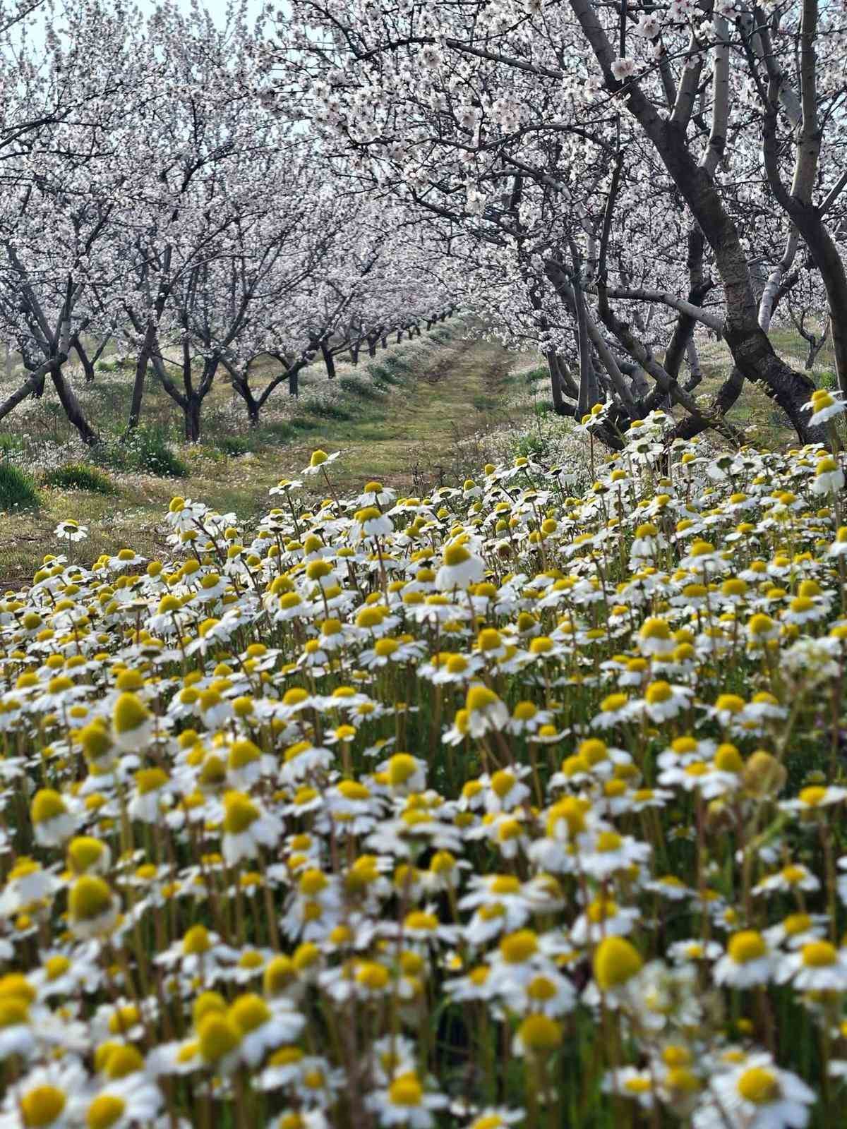 Sarıgöl’de kartpostallık manzara
