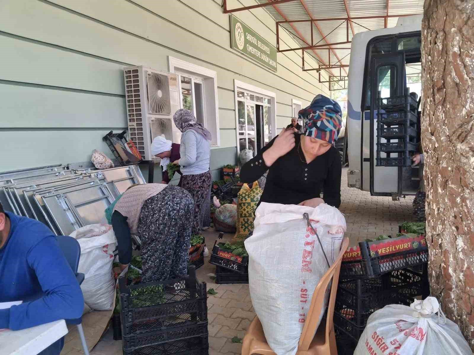Sarıgöl’de taze bağ yaprağı mesaisi başladı
